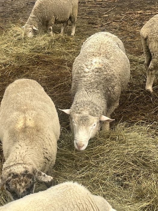 Berbec ile de france