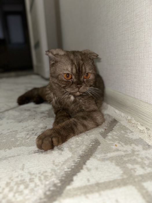 Алатын адам гана звандасын баскалар мазаламасын