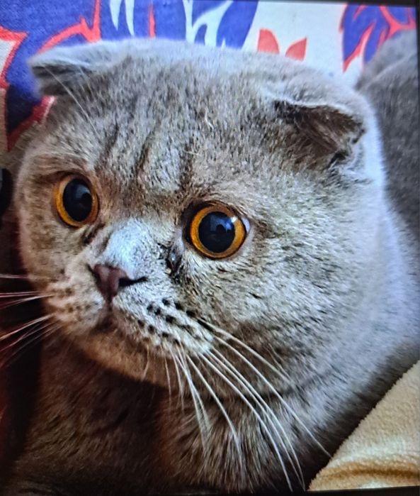 Вязка,скоттиш фолд