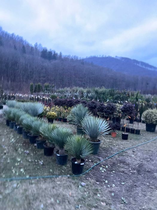 Plante ornamentale impresionante ce încântă privirea