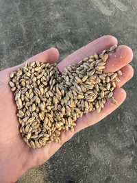 Продам пшеницу внекласску, хорошего качесвта, не влажную и без запаха