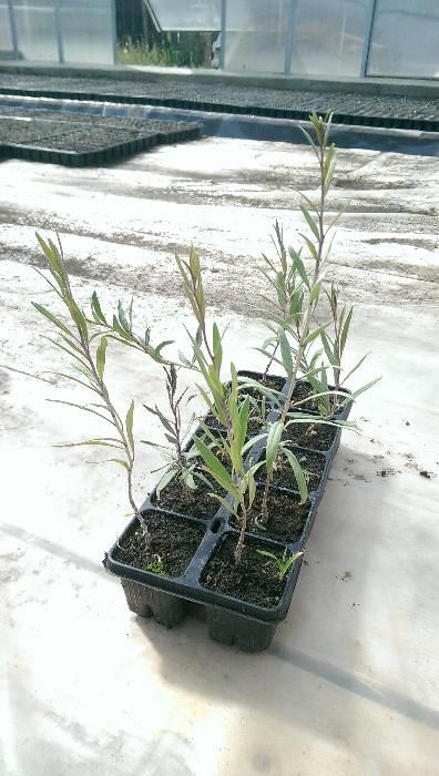 Goji la SUPER pret