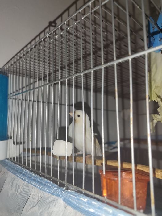 Kanareyka sotiladi mar