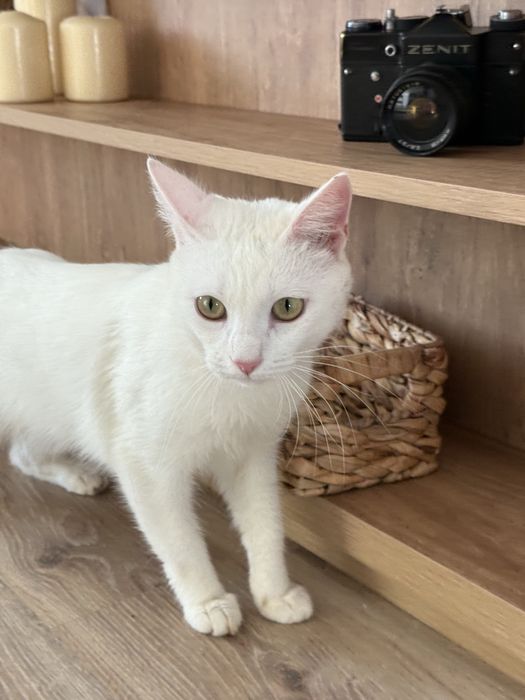 Отдам молодую кошечку Айси. Стерилизована