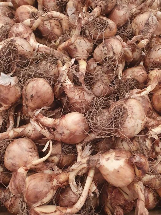 Bulbi de Narcise  Muscari si Lacramioare Margaritar