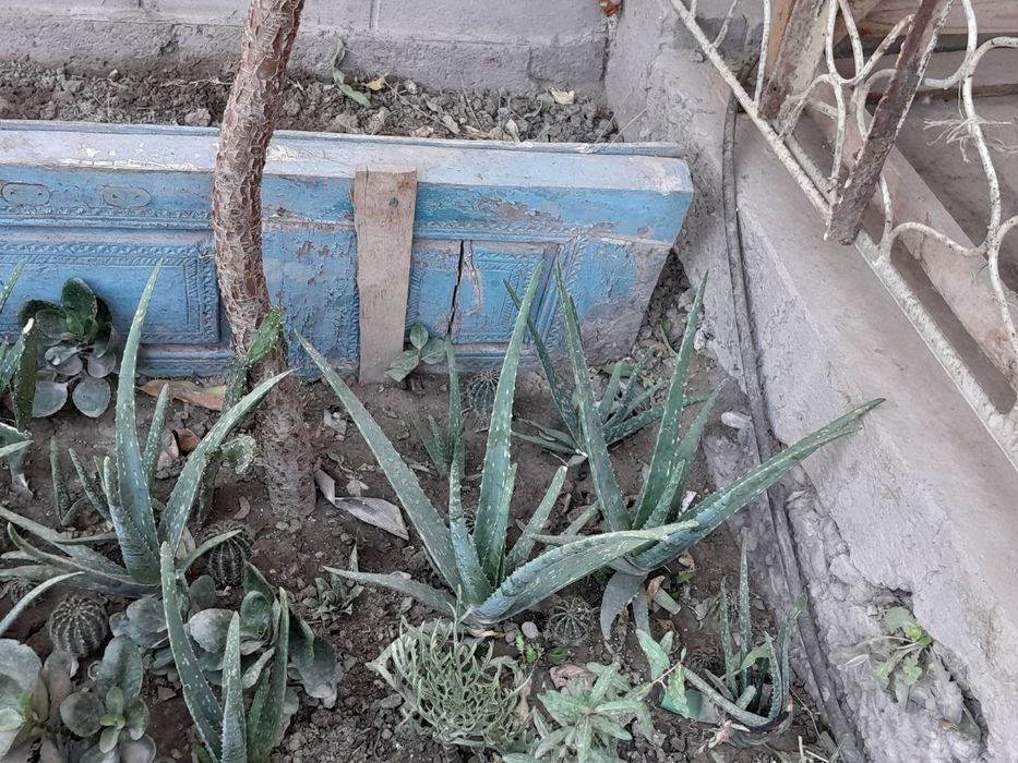 Gullar sotiladi urganchda