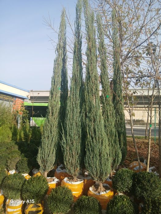 Har xil turdagi  gullar va archalar sotiladi