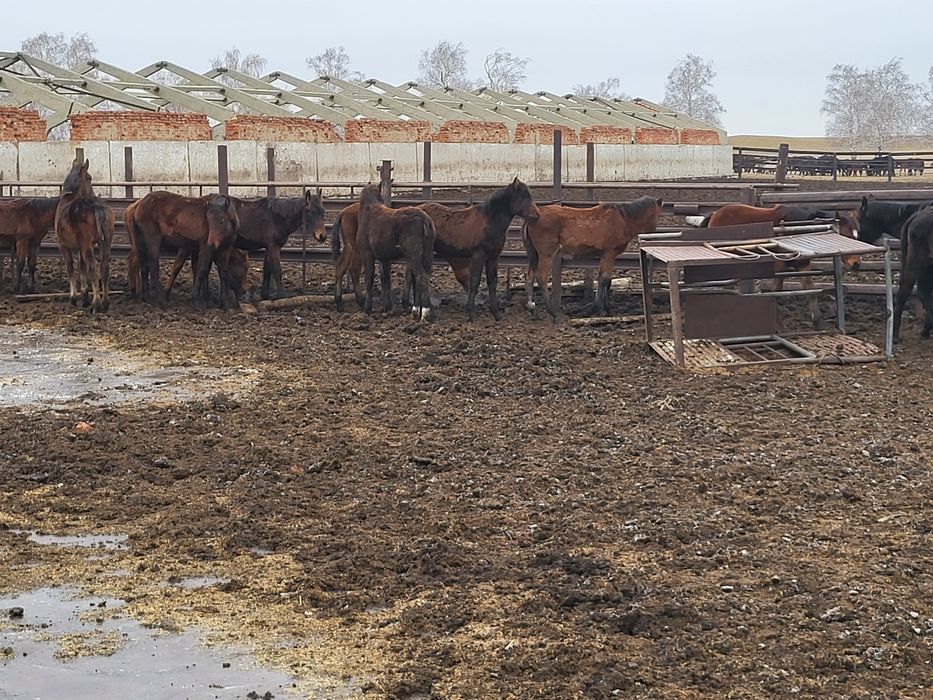 Жеребята жабағылар