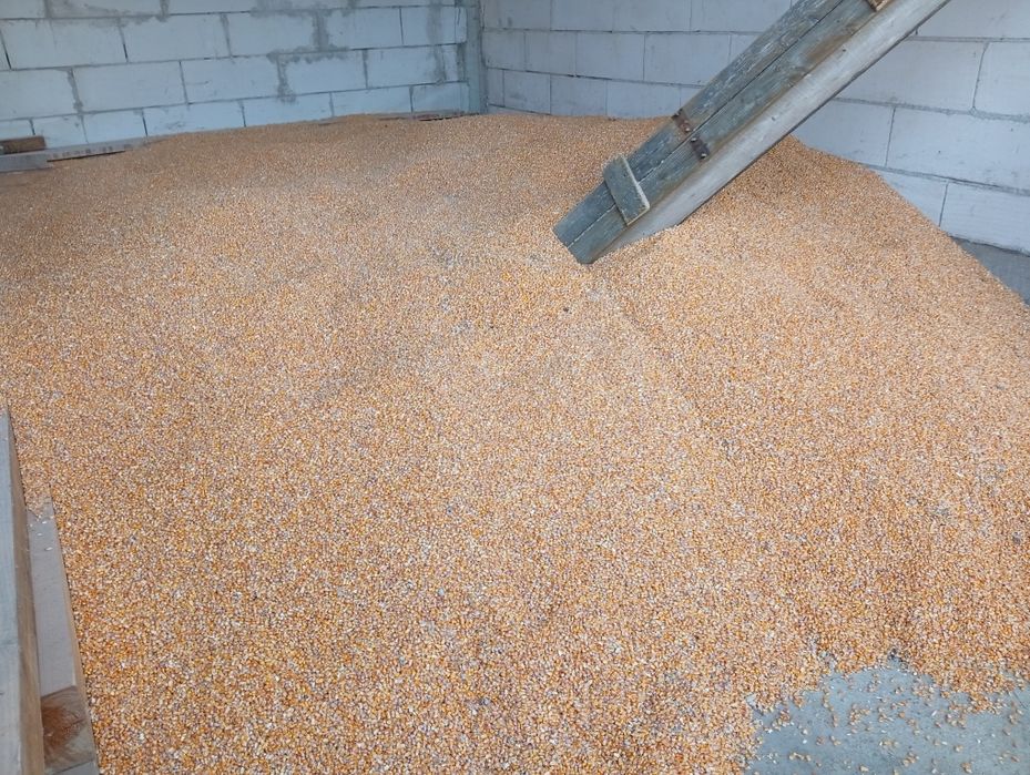 Vând Porumb nou umid17-19/