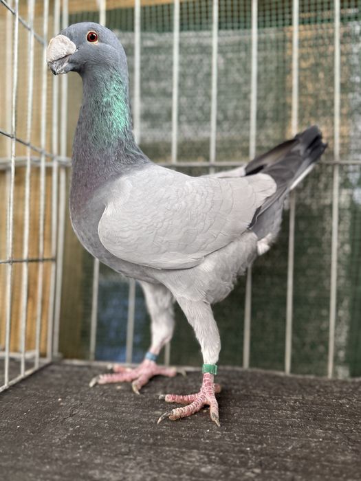 Voiajori germani Barless