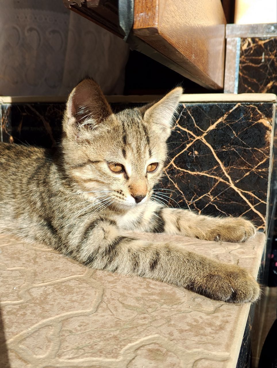 Котята даром в добрые руки