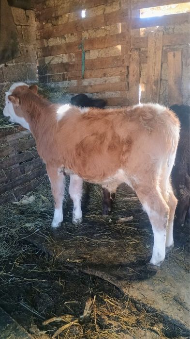 Vand tauras de baltata romaneasca si vitea angus