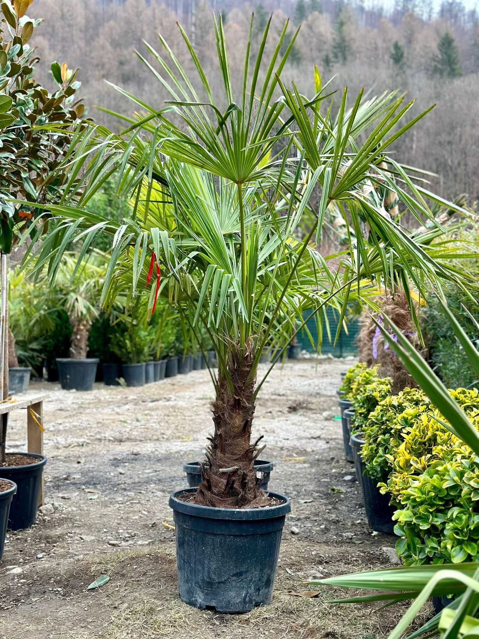 Plante Ornamentale pentru gradina ta