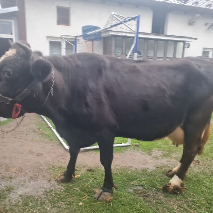 Vaca romaneasca , gestanta in 7 luni si la a 7 fatare .