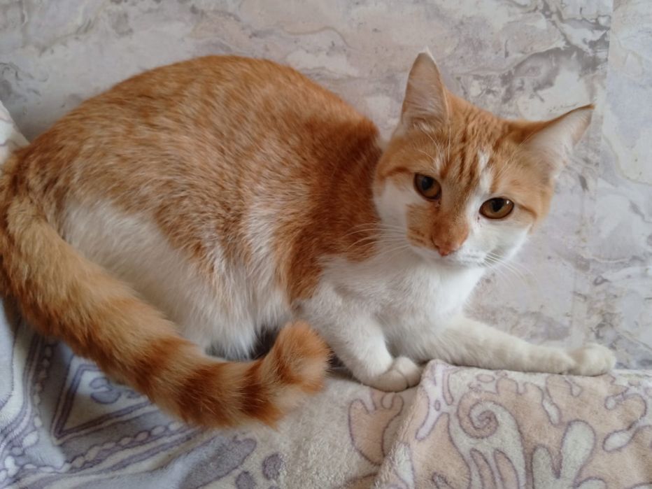 Отдам кошечку в хорошие руки