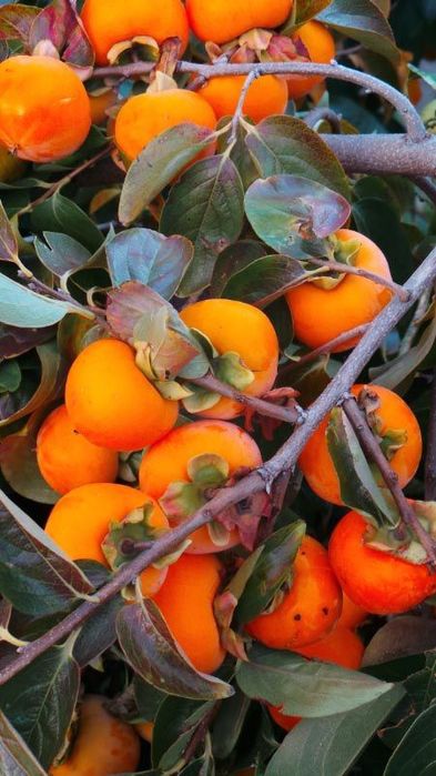 Pomi Fructiferi Exotici La Ghiveci (Kaki )