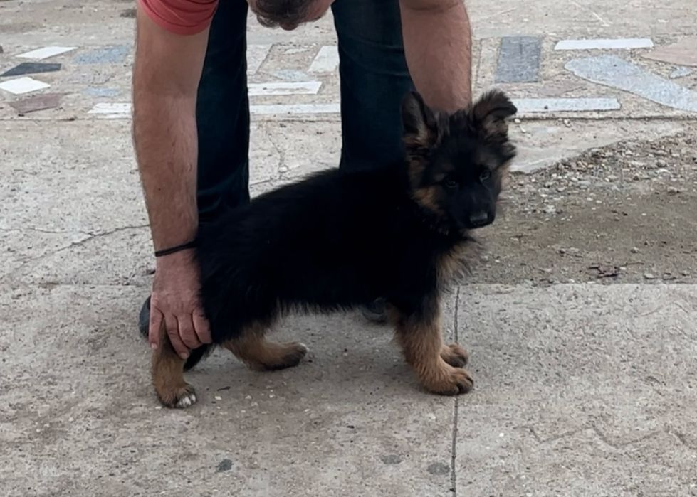 Super femela ciobanesc german par lung cu pedigree top