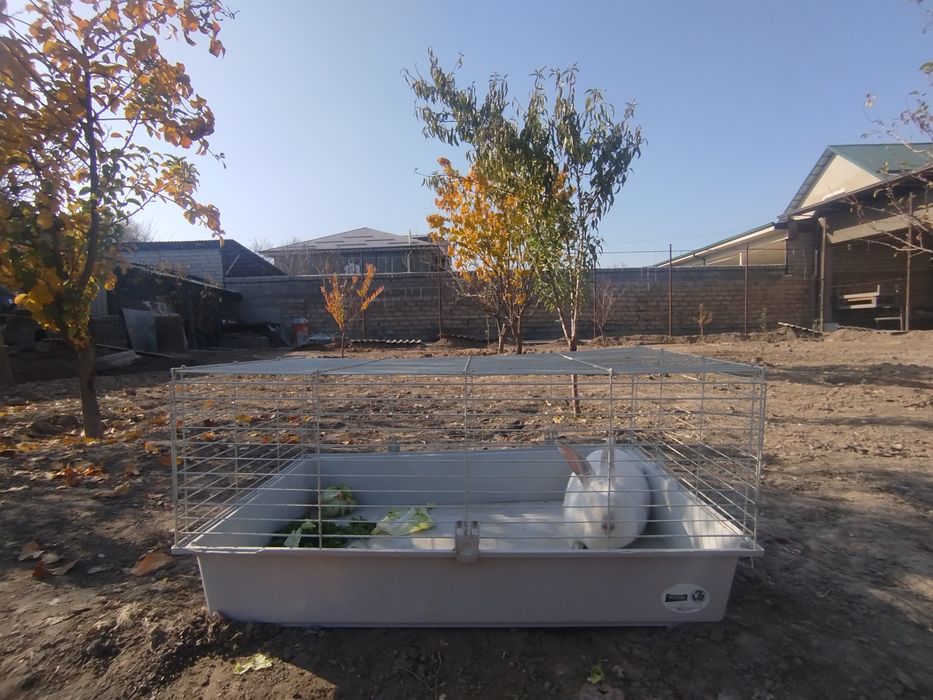 Продаётся кролик