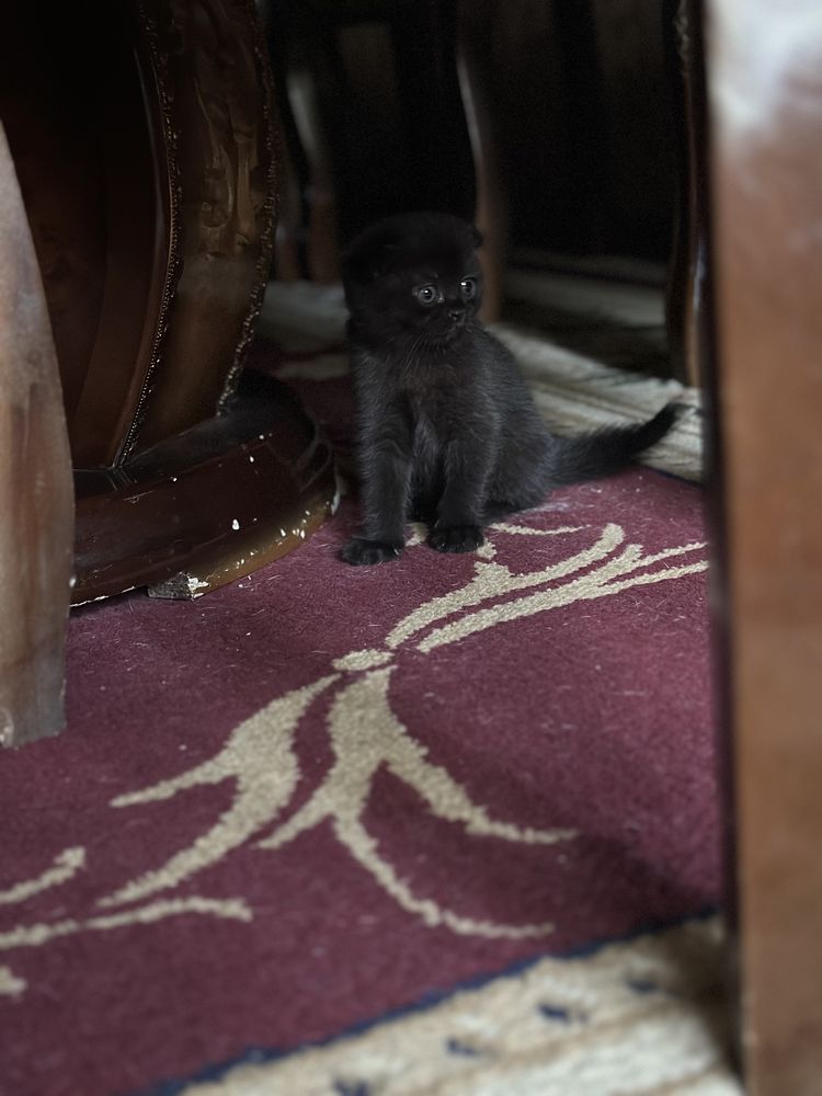 Продаются котята скотиш фолд