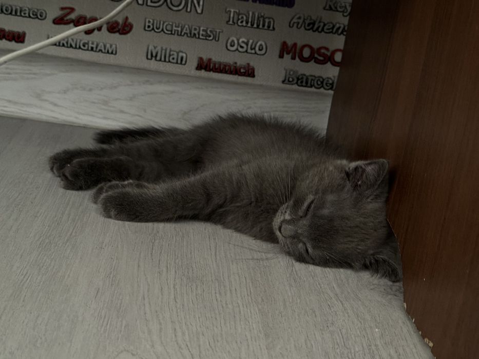 Шотландская выслоухо сатылады