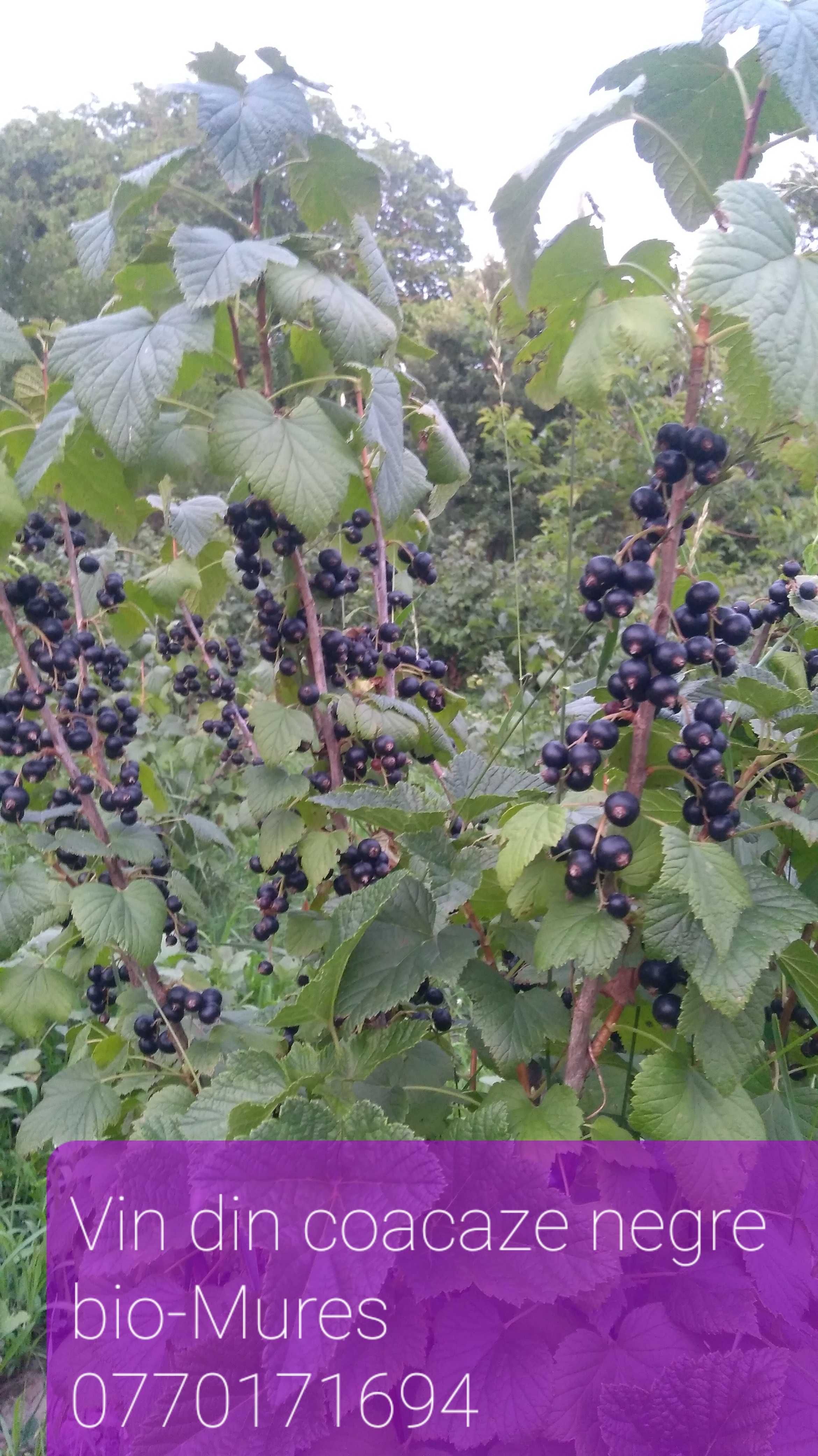 Vin din coacaze negre bio