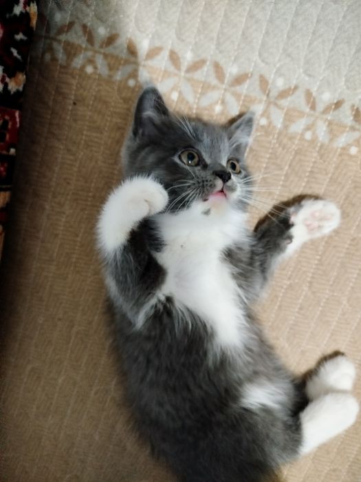 Mushuk bolasi sotiladi