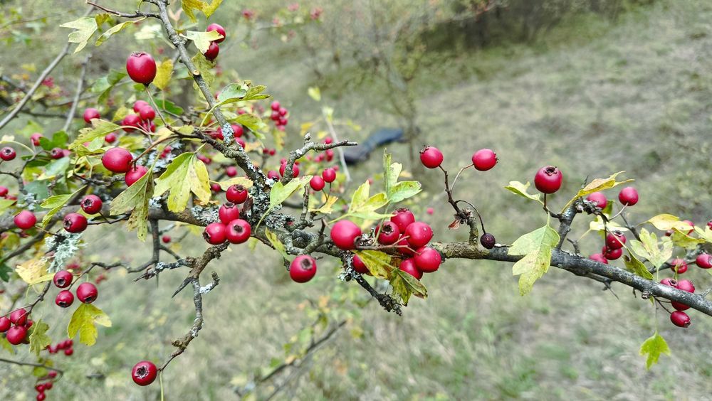 Păducel (mălaiul cucului) - 25 lei kg.