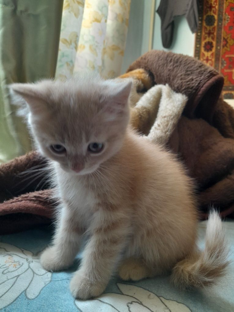 Шотландский Скотиш Страйт