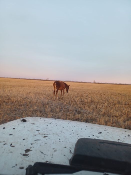 Продам 8 месяцев находиться рядом с кокшетау