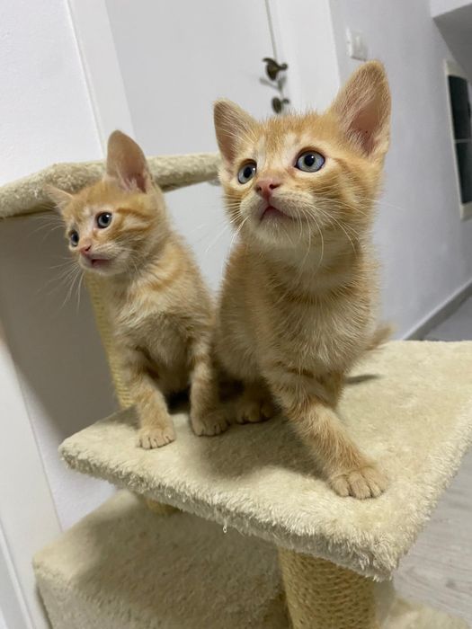 Pisicuțe Adoptie