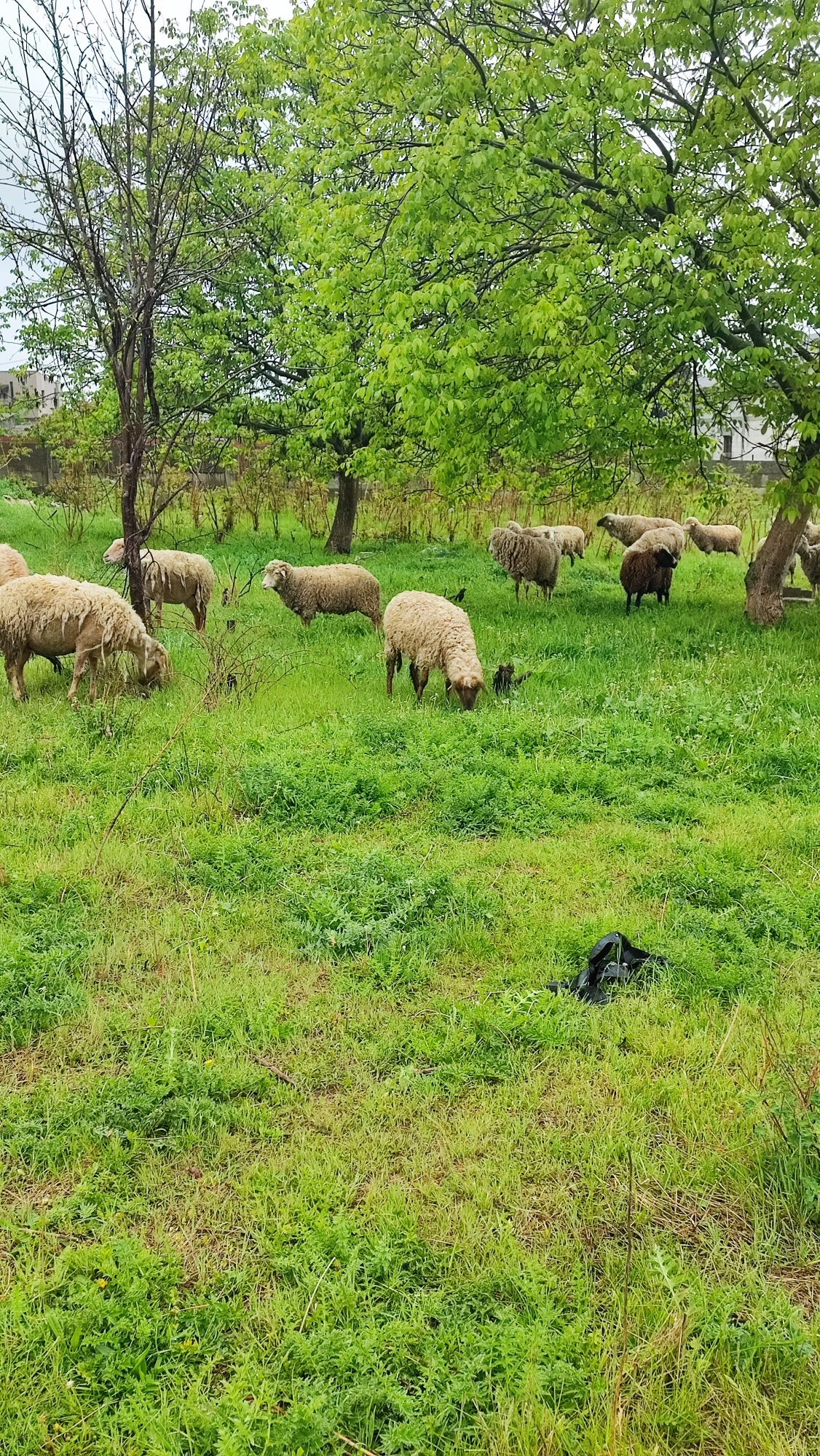 Vad oi bune de ținut