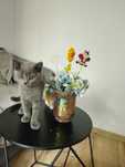 Motanel British Shorthair
