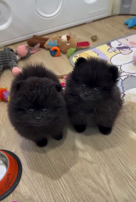 Померан мини мъжко и женско