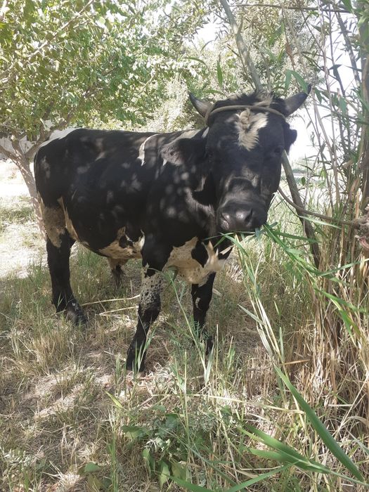 Buqa sotiladi yeyishi zòr