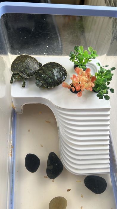 Продадим водных черепашек вместе аквариумом