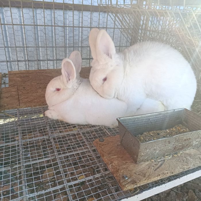 Vând iepuri neozeelandez alb