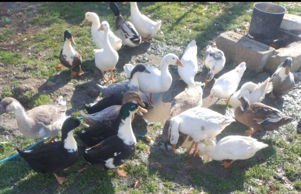 Vand Rațe și Gâște