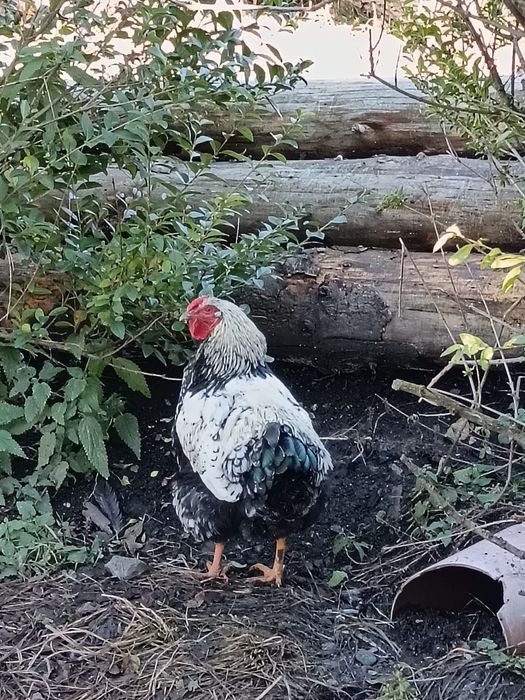 Vând cocoși diferite rase.