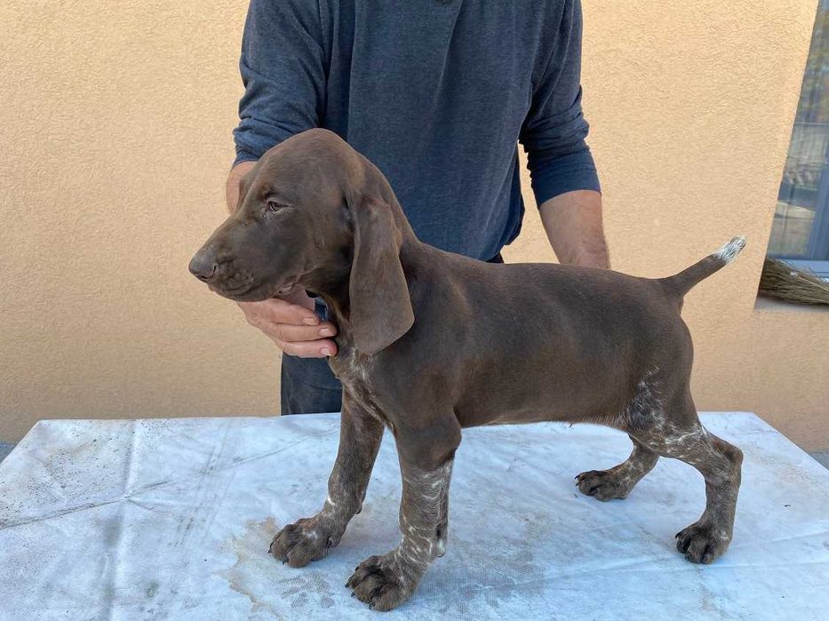 Малки порода курцхаар