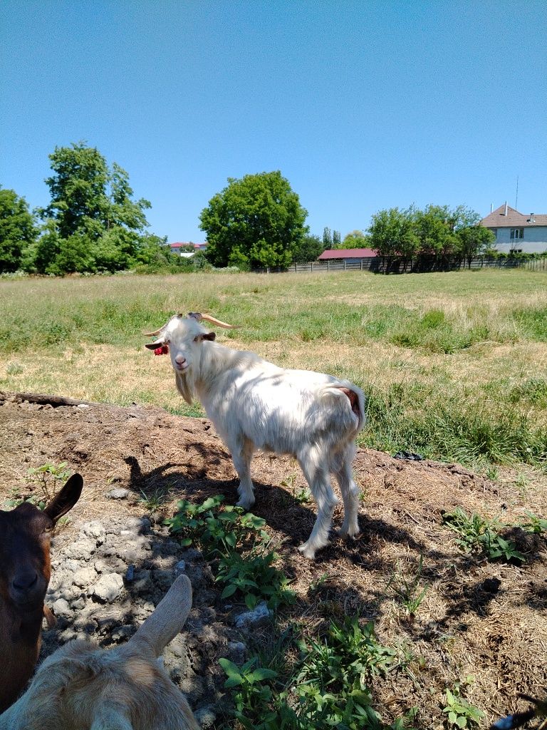 Țap tanar de vanzare