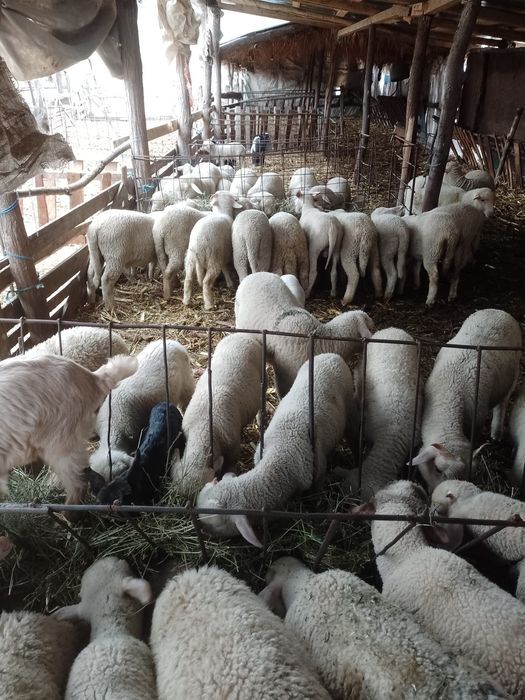 Vand miei, in viu sau carcasa