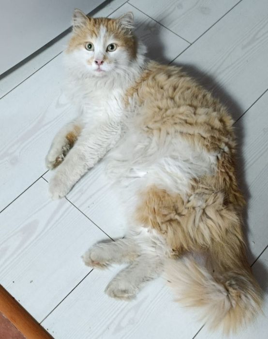 Найден кот бело-рыжий