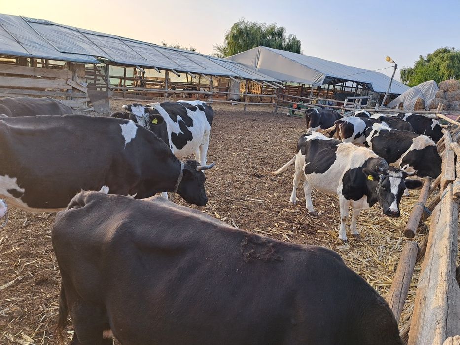 Vand vaci COP Baltata cu Negru Romaneasca, Taur Monta, Vitele origine