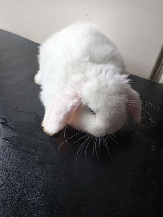 Срочно продается Кролик