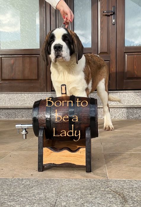 Femela de Saint Bernard cu Pedigree