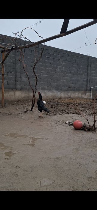 Xoroz makiyon, xoroz ishonchli oynasa xam buladi makkisi tuxumda