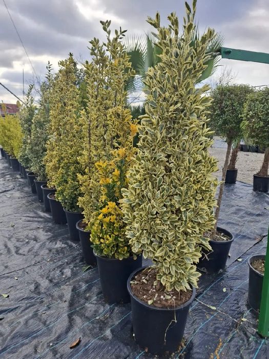 Vând plante ornamentale de înaltă calitate