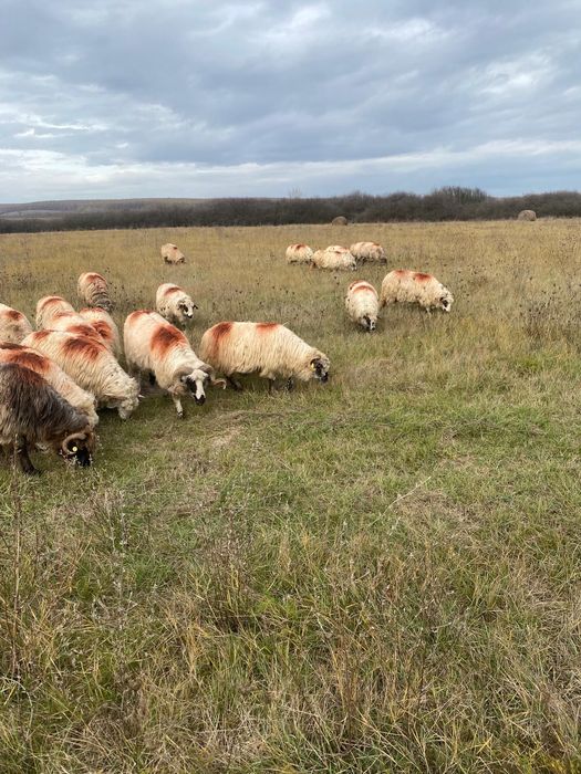 Vând oi țurcane.