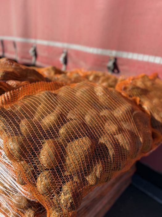 Cartofi Carerra calibru 55+