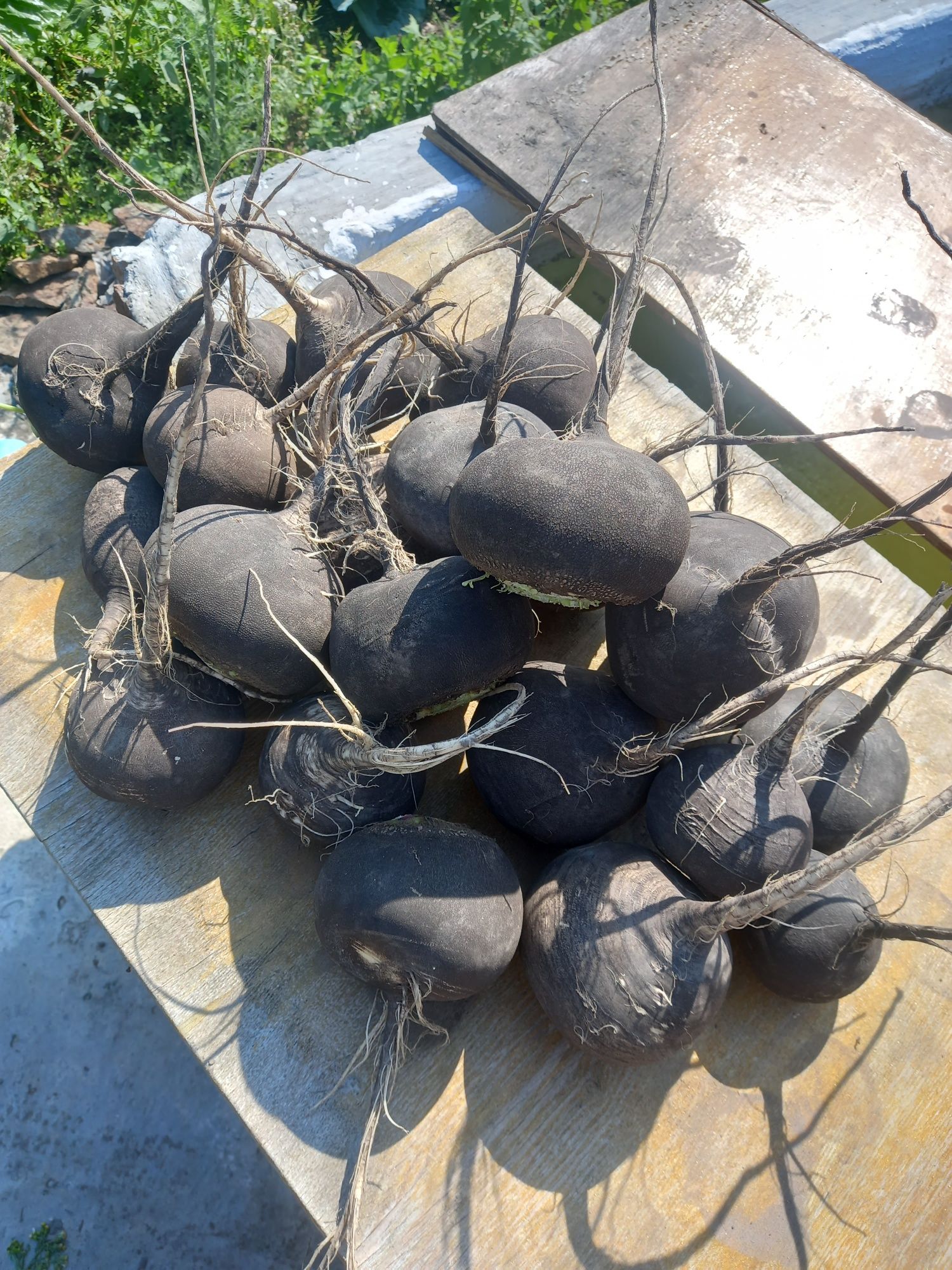 Продам черную редьку